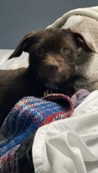 Lost Female Dog last seen Osborn Terrace & Shaffer in Atwater , Atwater, CA 95301