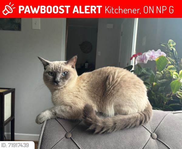 Lost Male Cat last seen Near Green Valley Drive, Kitchener, ON N2P 1G8