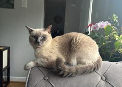Lost Male Cat last seen Near Green Valley Drive, Kitchener, ON N2P 1G8