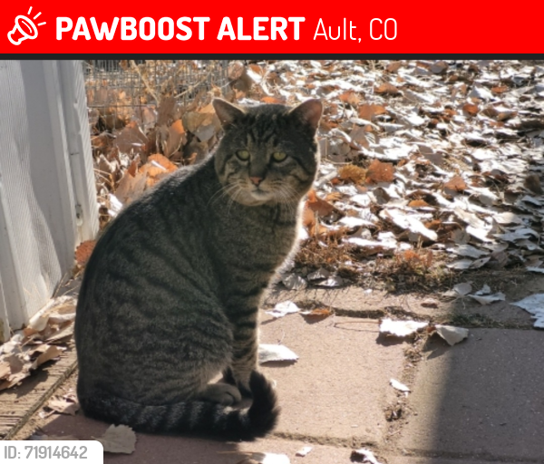 Lost Male Cat last seen Near E.1st.St. Space #424 Ault,Co., Ault, CO 80610