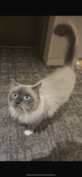 Lost Male Cat last seen Near Glen Erin Drive , Mississauga, ON L5L 2G1