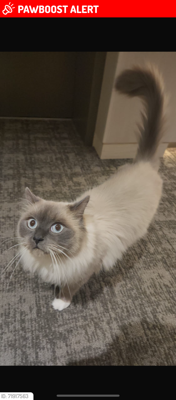 Lost Male Cat last seen Near Glen Erin Drive , Mississauga, ON L5L 2G1