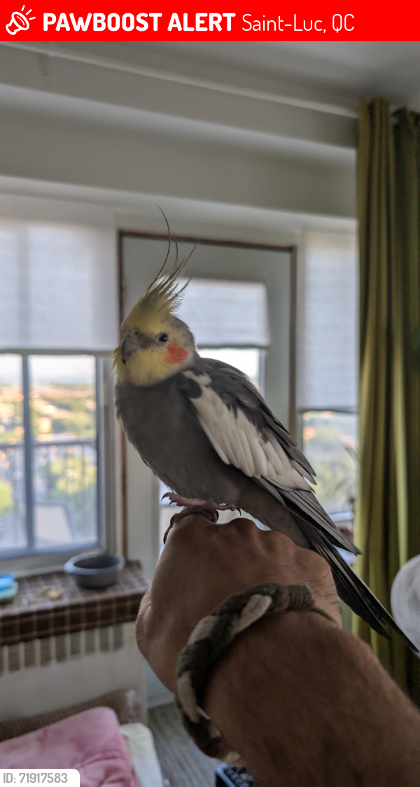 Lost Male Bird last seen Near jean talon, Saint-Luc, QC 