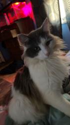 Lost Male Cat last seen Lindsey lake rd, Travelers Rest, SC 29690