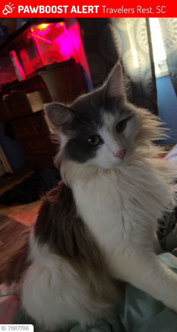 Lost Male Cat last seen Lindsey lake rd, Travelers Rest, SC 29690