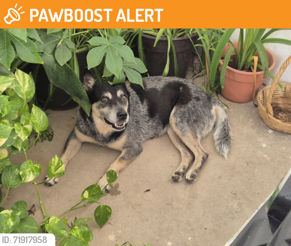 Rehomed Female Dog last seen Valle Alto, Culiacán Rosales, Sin. 