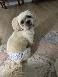 Lost Male Dog last seen Cardinal woods development , Easley, SC 29642