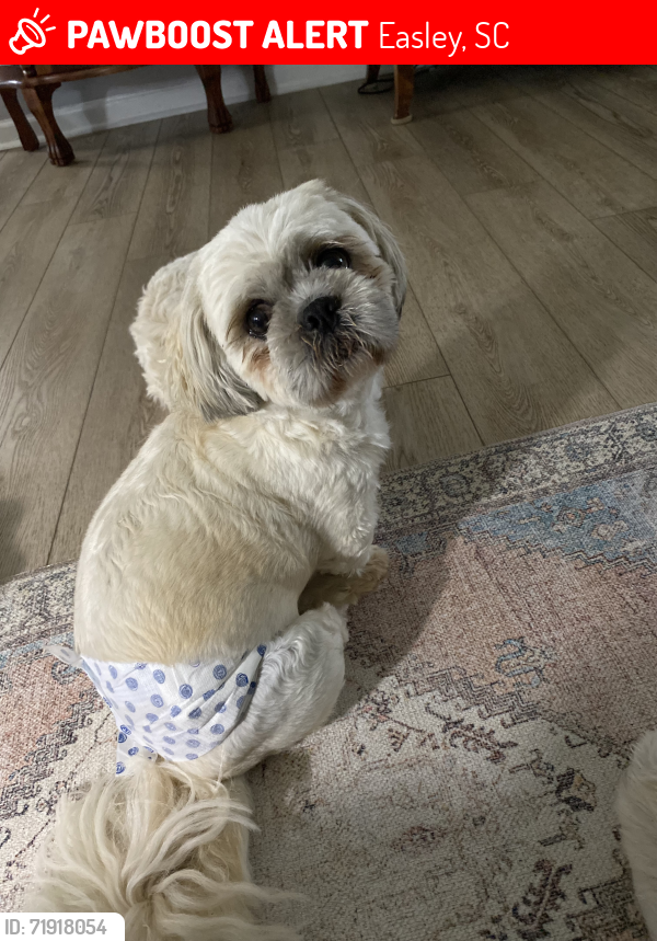 Lost Male Dog last seen Cardinal woods development , Easley, SC 29642