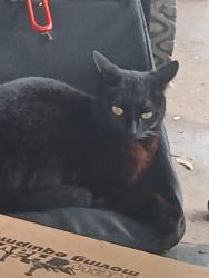Lost Female Cat last seen Broadway Wichita ks , Wichita, KS 67217