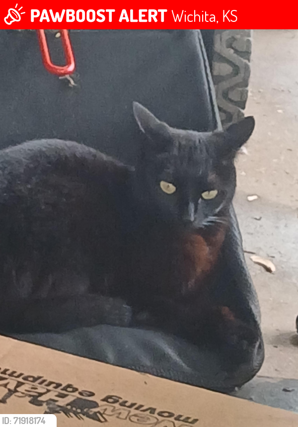 Lost Female Cat last seen Broadway Wichita ks , Wichita, KS 67217