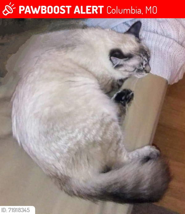 Lost Male Cat last seen Demaret Dr., Columbia, MO 65202