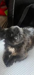 Lost Female Dog last seen Se 139th St & 439th Pl Se, North Bend WA 98045, North Bend, WA 98045