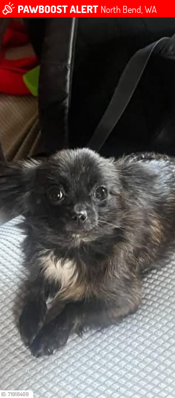 Lost Female Dog last seen Se 139th St & 439th Pl Se, North Bend WA 98045, North Bend, WA 98045