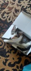 Lost Female Cat last seen Near & May, Oklahoma City, OK 73159