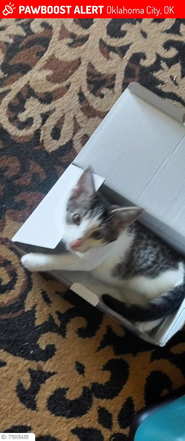 Lost Female Cat last seen Near & May, Oklahoma City, OK 73159