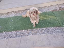 Lost Male Dog last seen Valley way and 37th st , Jurupa Valley, CA 92509
