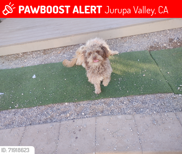 Lost Male Dog last seen Valley way and 37th st , Jurupa Valley, CA 92509