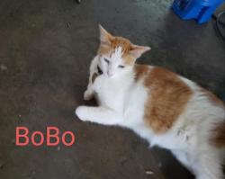 Lost Female Cat last seen F and  3rd, La Porte, TX 77571