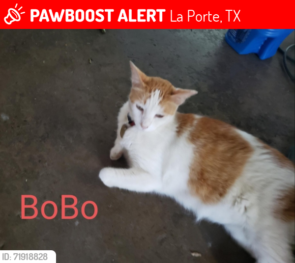 Lost Female Cat last seen F and 3rd, La Porte, TX 77571