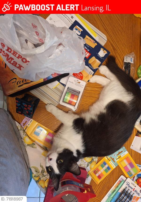 Lost Male Cat last seen Near and Torrence , Lansing, IL 60438