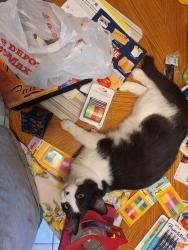 Lost Male Cat last seen Near and Torrence , Lansing, IL 60438