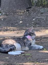 Lost Female Cat last seen Brookside 112, Vancouver, WA 98682