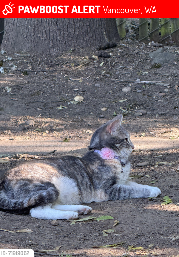 Lost Female Cat last seen Brookside 112, Vancouver, WA 98682