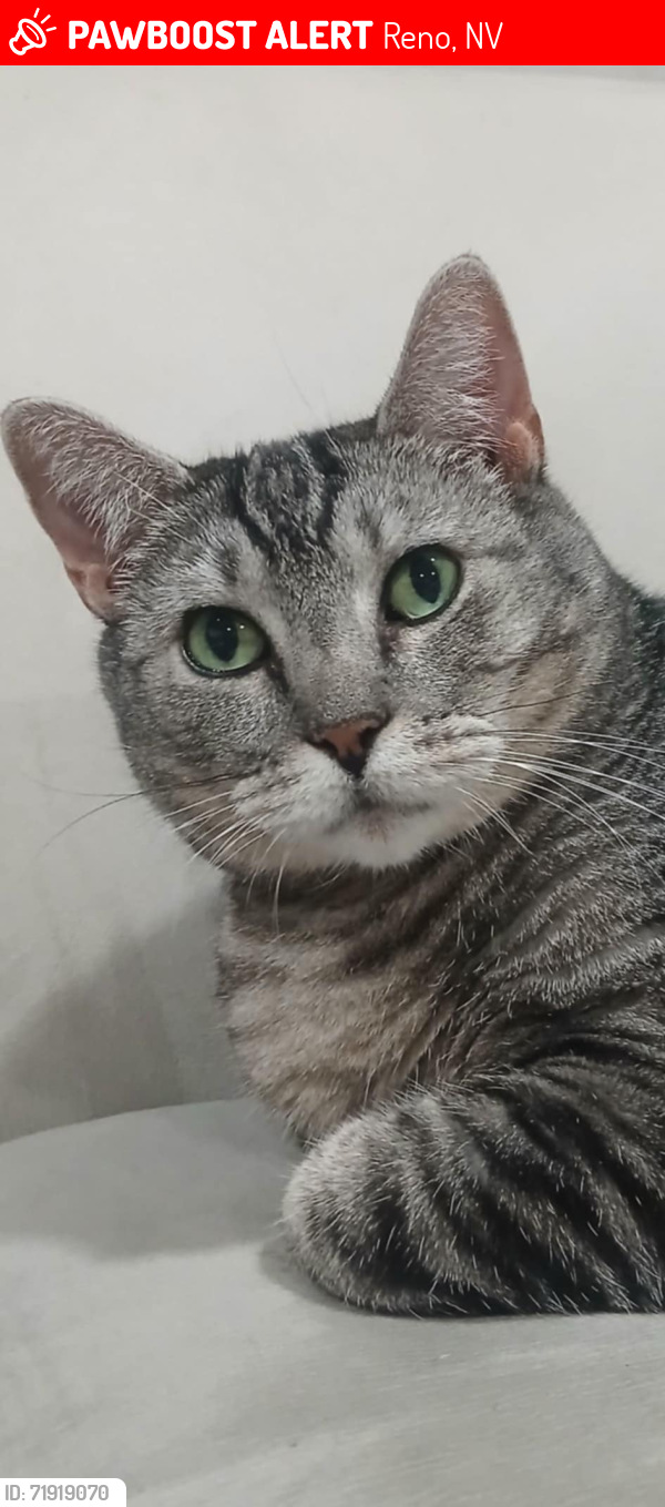 Lost Female Cat last seen Neil and Mcarran, Reno, NV 89502