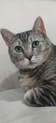 Lost Female Cat last seen Neil and Mcarran, Reno, NV 89502