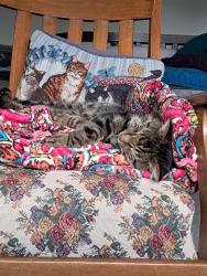 Lost Male Cat last seen Sterling Green at 131st and Cumberland , Fishers, IN 46038
