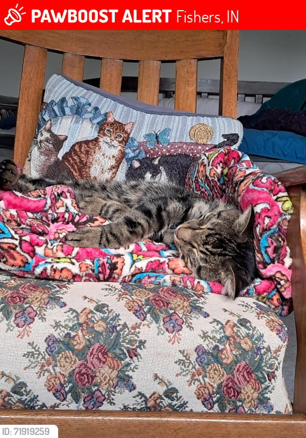 Lost Male Cat last seen Sterling Green at 131st and Cumberland , Fishers, IN 46038