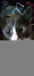Lost Male Cat last seen Trillium Court/Weller  Avenue , Kingston, ON K7K 6W9