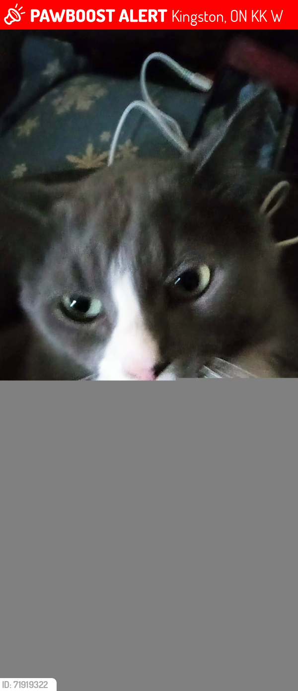 Lost Male Cat last seen Trillium Court/Weller  Avenue , Kingston, ON K7K 6W9