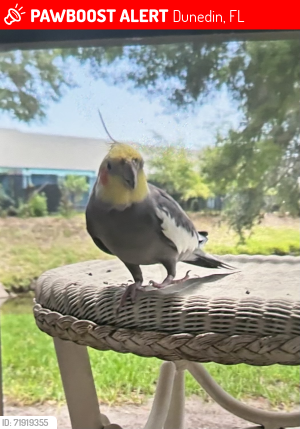 Lost Female Bird last seen Main St & Belcher, Dunedin, FL 34698