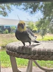 Lost Female Bird last seen Main St & Belcher, Dunedin, FL 34698
