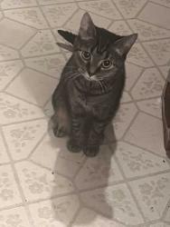 Lost Female Cat last seen Crestview Ramblewood Hillen , Baltimore, MD 21239