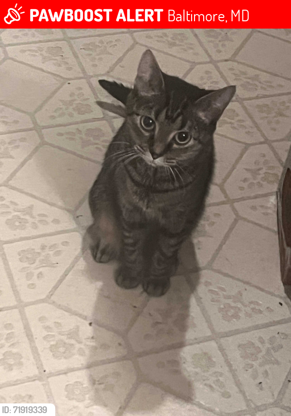 Lost Female Cat last seen Crestview Ramblewood Hillen , Baltimore, MD 21239