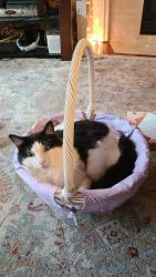 Lost Female Cat last seen SE 14th St. and Barnes, Gresham, OR 97080