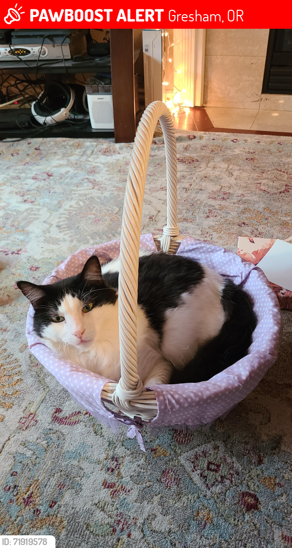 Lost Female Cat last seen SE 14th St. and Barnes, Gresham, OR 97080