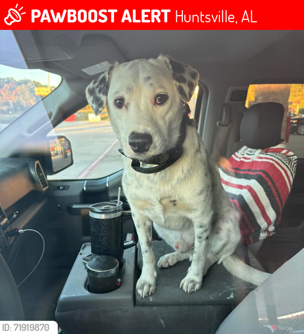 Lost Male Dog last seen Huntsville Alabama , Huntsville, AL 35810