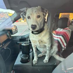 Lost Male Dog last seen Huntsville Alabama , Huntsville, AL 35810