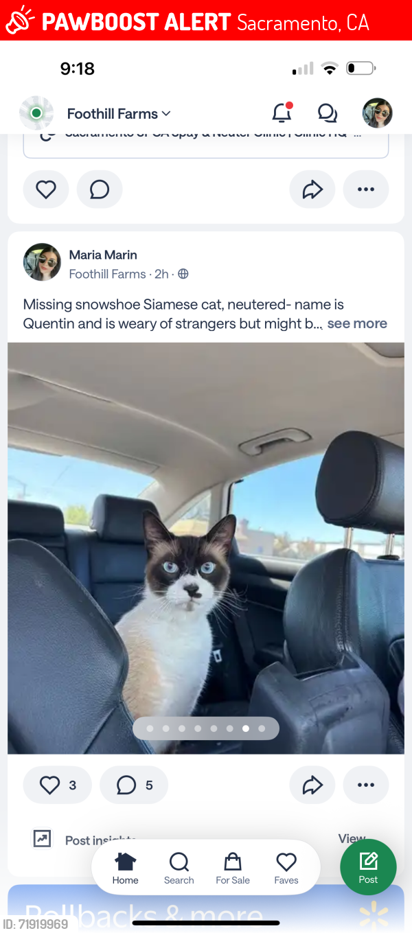 Lost Male Cat last seen W.t. Mason Park, Sacramento, CA 95842