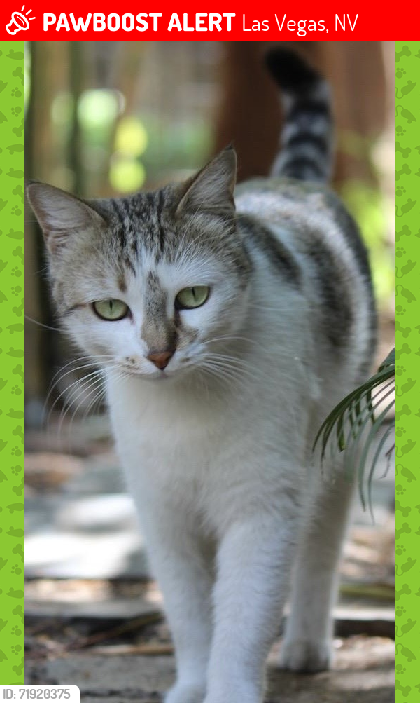 Lost Female Cat last seen Elk Lake Dr. near Costco. , Las Vegas, NV 89144