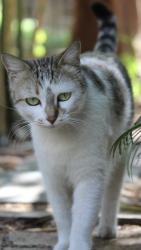 Lost Female Cat last seen Elk Lake Dr. near Costco. , Las Vegas, NV 89144