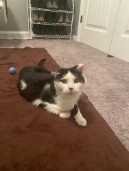 Found/Stray Male Cat last seen Price Ln. , Louisville, KY 40229