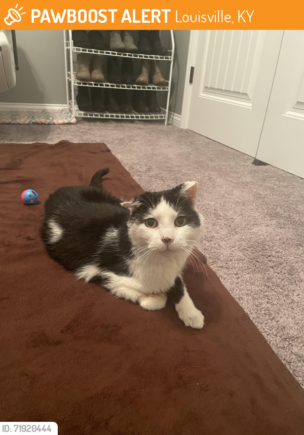 Found/Stray Male Cat last seen Price Ln. , Louisville, KY 40229