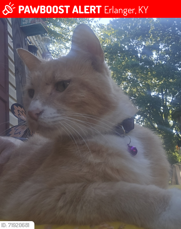 Lost Male Cat last seen Colonial manor trailer park  in erlanger,ky, Erlanger, KY 41018