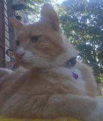Lost Male Cat last seen Colonial manor trailer park  in erlanger,ky, Erlanger, KY 41018