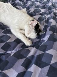 Lost Female Cat last seen Foodland -Sherbrooke (Dobbin Ave), Peterborough, ON K9J