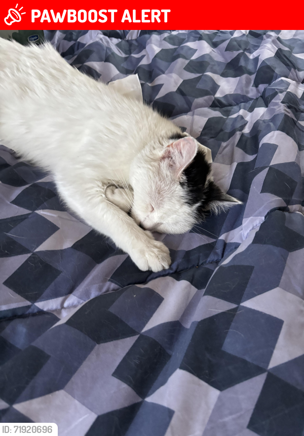 Lost Female Cat last seen Foodland -Sherbrooke (Dobbin Ave), Peterborough, ON K9J